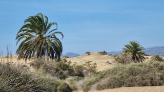2023-GC--Mapalomas dunas-S123-257.jpg